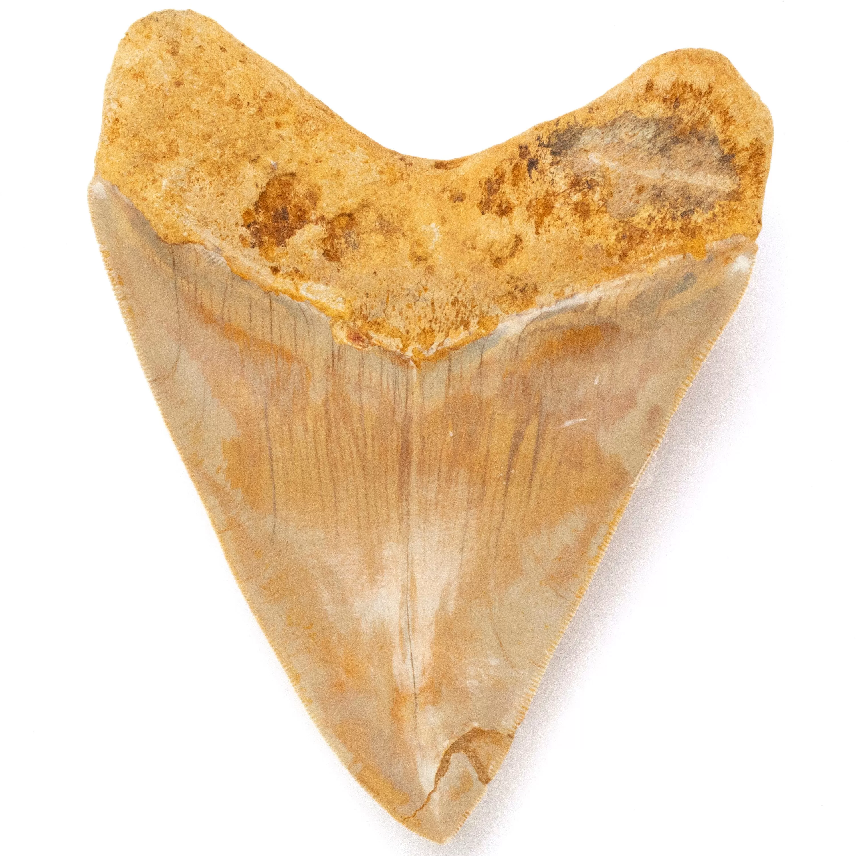 Restored Megalodon Tooth from Indonesia - 6