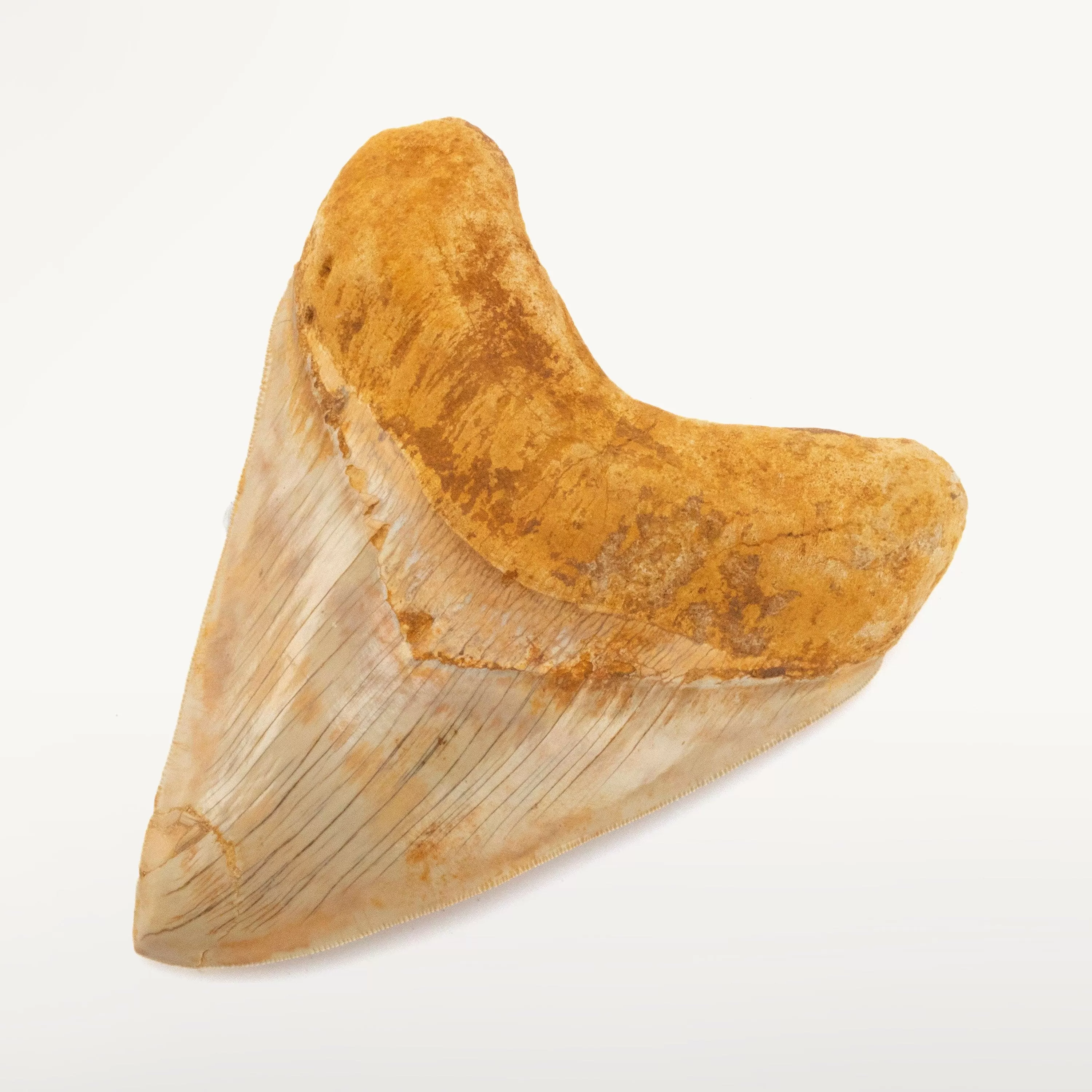 Restored Megalodon Tooth from Indonesia - 6