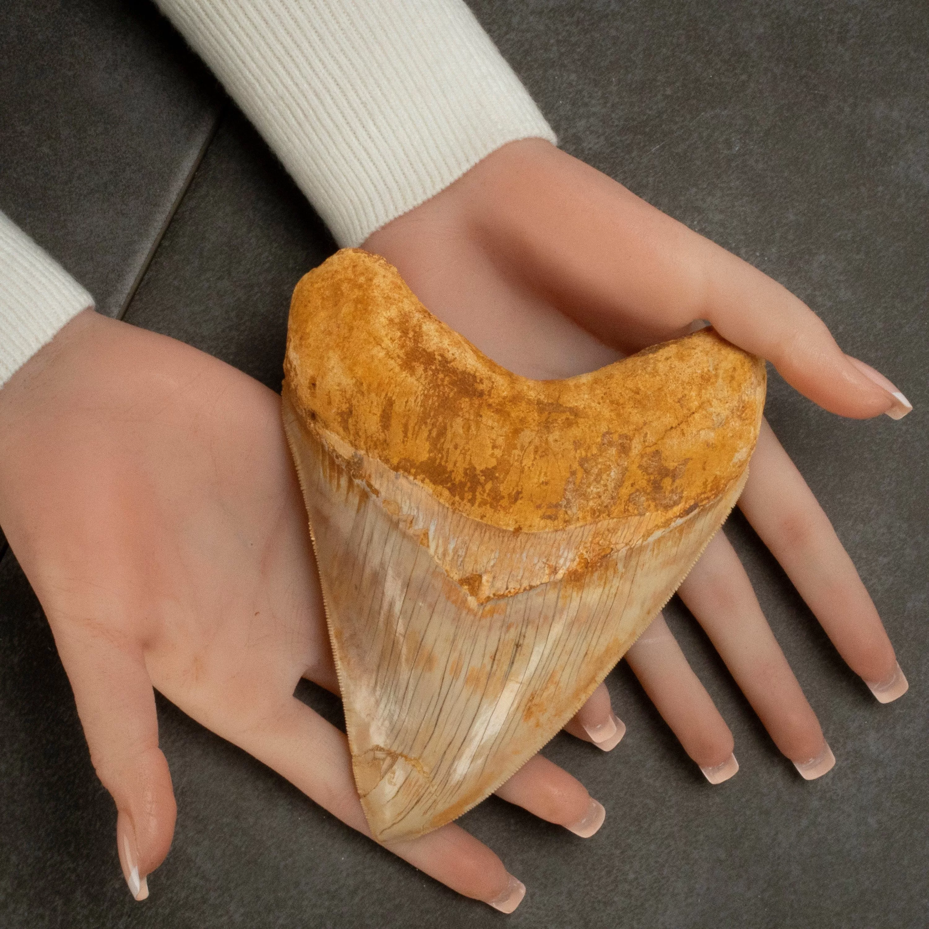 Restored Megalodon Tooth from Indonesia - 6