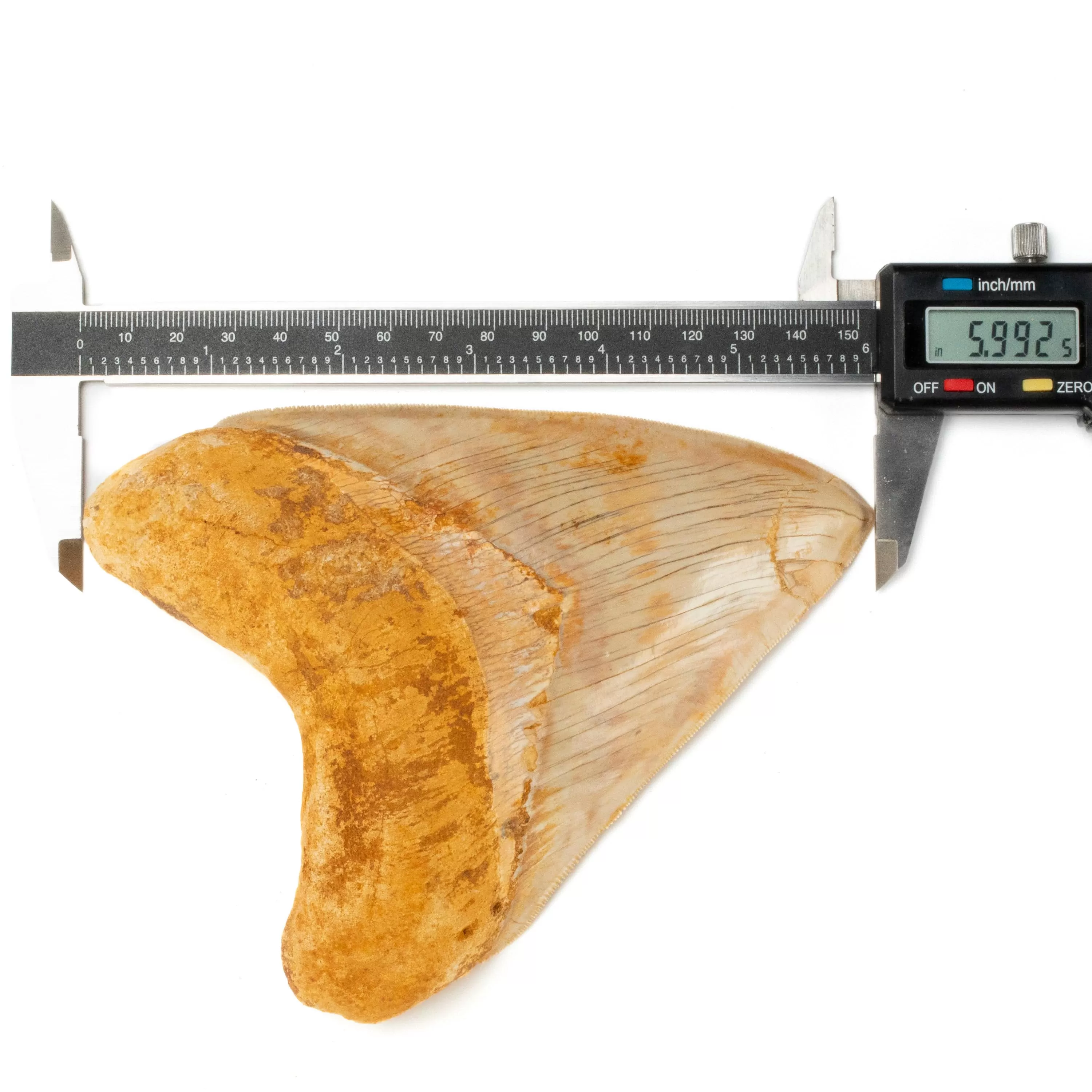 Restored Megalodon Tooth from Indonesia - 6