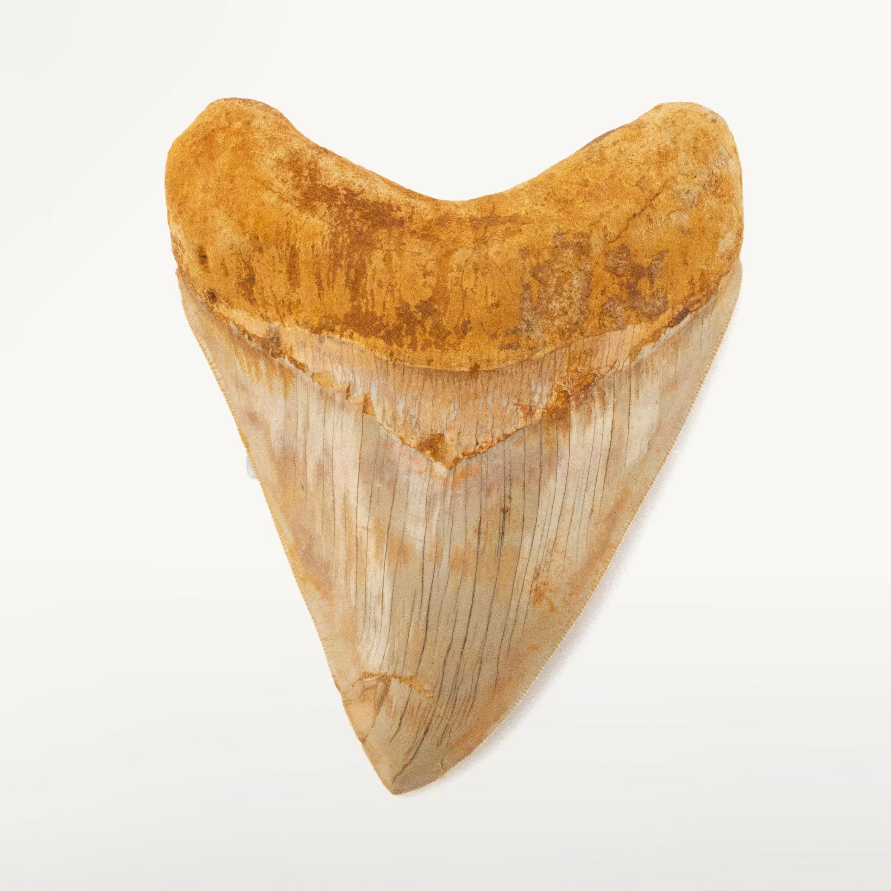 Restored Megalodon Tooth from Indonesia - 6