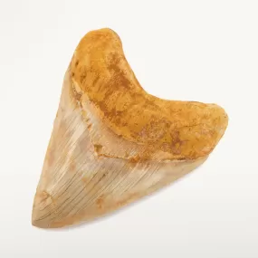 Restored Megalodon Tooth from Indonesia - 6